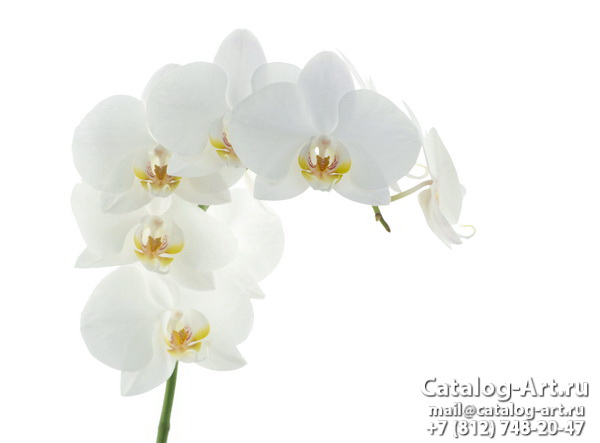 White orchids 14
